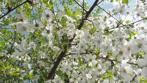 美丽绽放的樱花树开花背景晴天视频的预览图