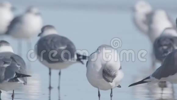 海鸥群视频的预览图