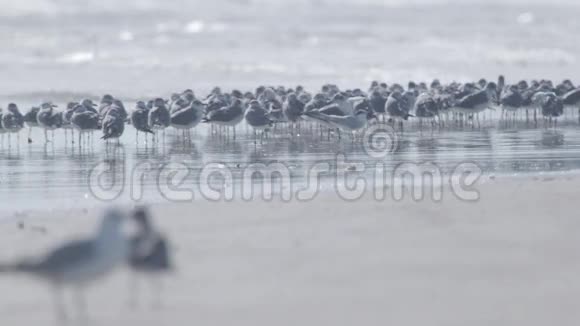 海鸥群视频的预览图