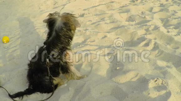 一只小约克郡狗坐在沙滩上视频的预览图