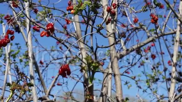 干的振动浆果在摆动的树枝上视频的预览图