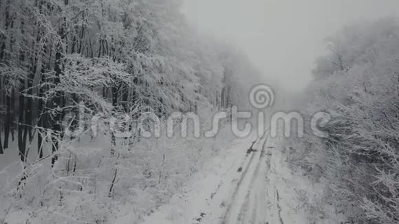 冬天的森林路视频的预览图