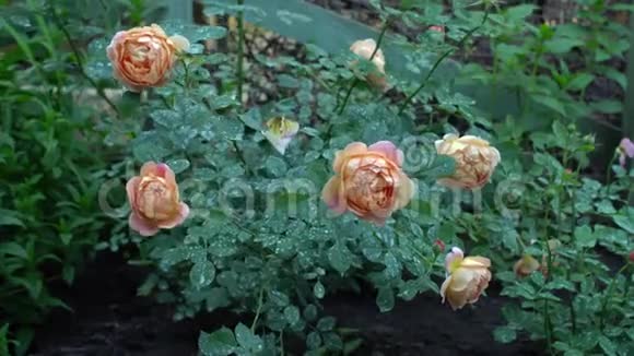 英国花园的粉红色和米色玫瑰灌木绿色自然背景和文字的地方夏季视频的预览图