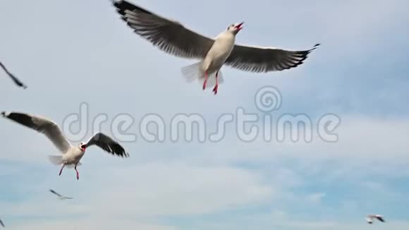 海鸥在蓝天中缓慢飞行视频的预览图