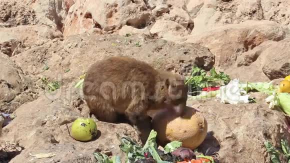 山兔在适合喂食的地方吃视频的预览图