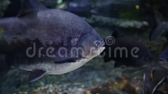 太平洋鱼水下水族馆迪拜购物中心视频的预览图
