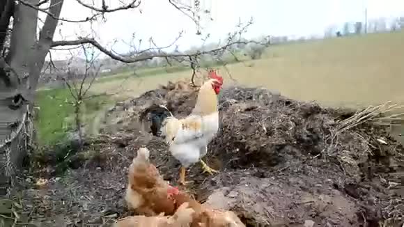 鸡和母鸡在粪上视频的预览图
