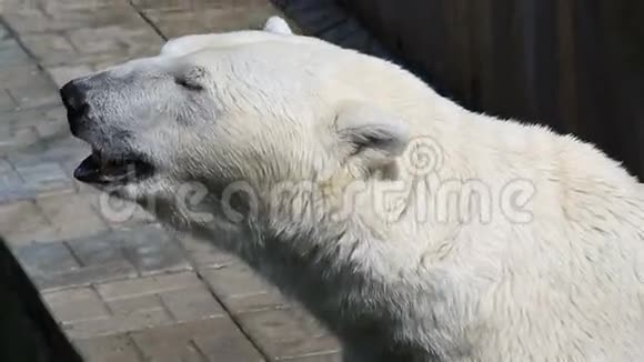 北极熊特写镜头视频的预览图