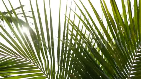 椰子棕榈树冠对蓝色阳光天空透视从地面热带旅游背景景观视频的预览图