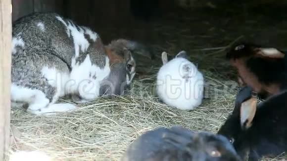 大兔子和小兔子吃干草其他专业视频的预览图