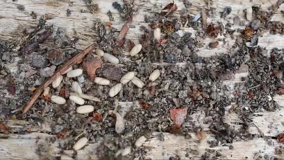 蚂蚁把幼虫从危险中拯救出来视频的预览图
