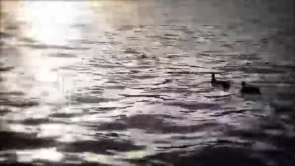 日落时分鸭子在布莱德湖游泳视频的预览图