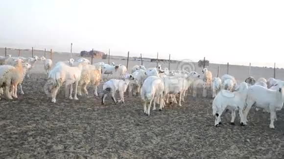 羊在农场里散步视频的预览图