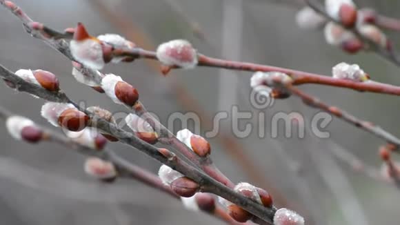 在自然条件下柳树在白天绽放的花蕾视频的预览图