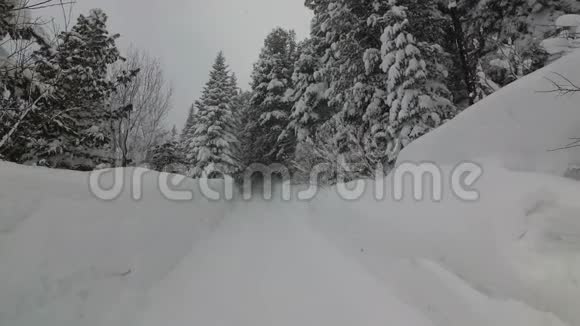 强风摇曳树枝林间降雪视频的预览图