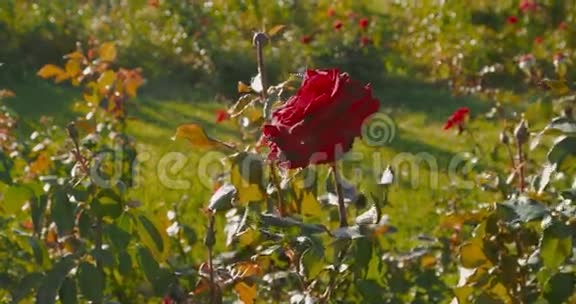 玫瑰园里的大红玫瑰初秋的玫瑰自然死亡的最初迹象视频的预览图