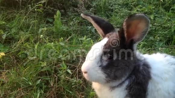 兔子在草地上玩满Hd1080P视频的预览图