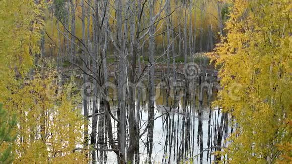 湖中死树森林视频的预览图