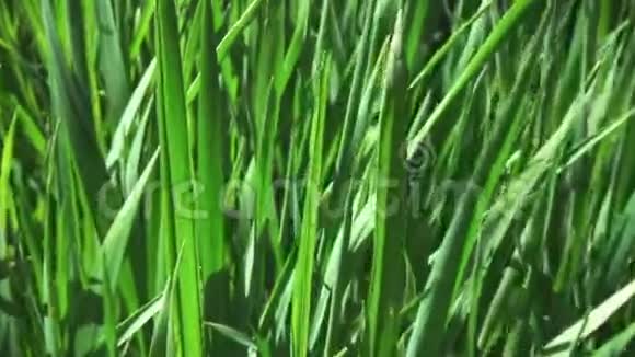 相机飞过绿色的青草慢镜头视频的预览图
