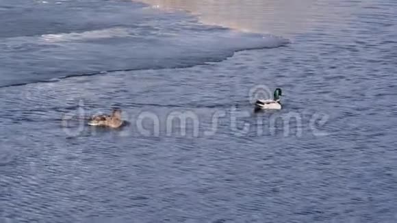 马拉德野鸭和鸭嘴兽游泳视频的预览图