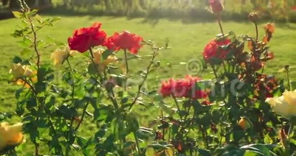 花园里美丽的玫瑰背光一组镜头视频的预览图