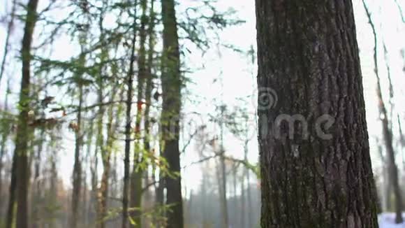 阳光透过白雪皑皑的森林中的树木多莉视频的预览图