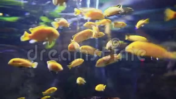 水下水族馆中的蓝斑鱼视频的预览图