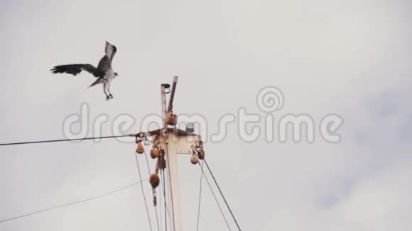 海军陆战队的鱼鹰鸟降落在一艘船上慢动作视频的预览图