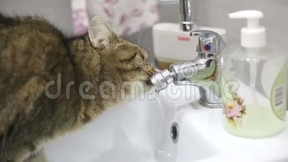 一只毛茸茸的猫从浴室的水龙头里喝水视频的预览图