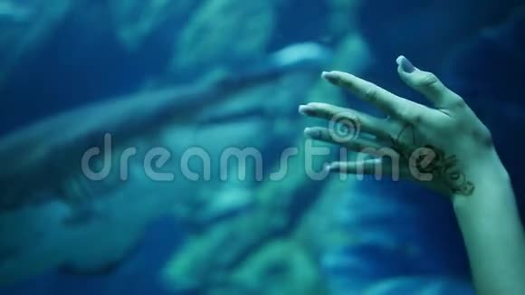 手女孩触摸水族馆鲨鱼游泳视频的预览图