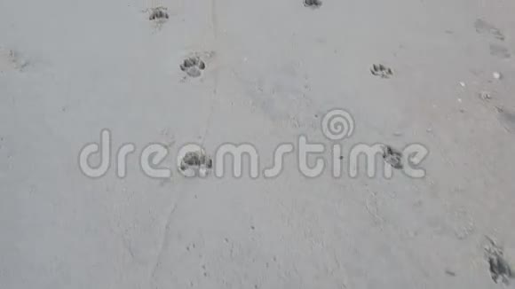 沙滩上的狗脚印视频的预览图