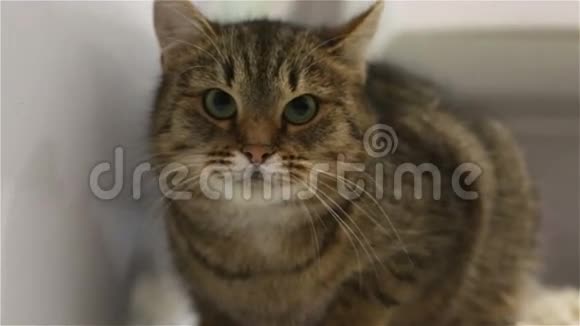 带条纹的棕色猫正坐在浴室的地毯上视频的预览图