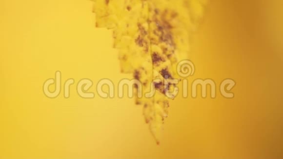 秋日秋褐叶黄背景4k视频的预览图
