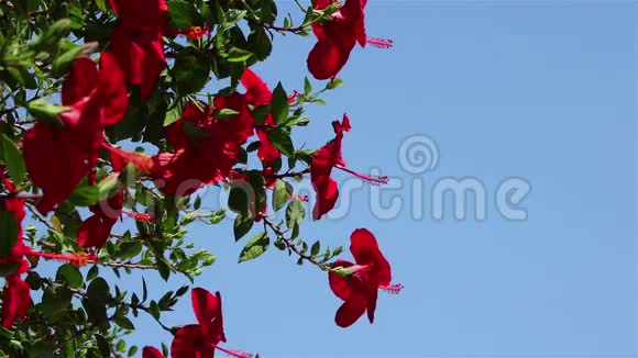 一丛丛的红色芙蓉花视频的预览图