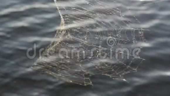 蜘蛛网在水背景夏季视频的预览图