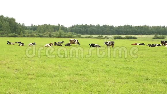一群牛在田野上散步视频的预览图