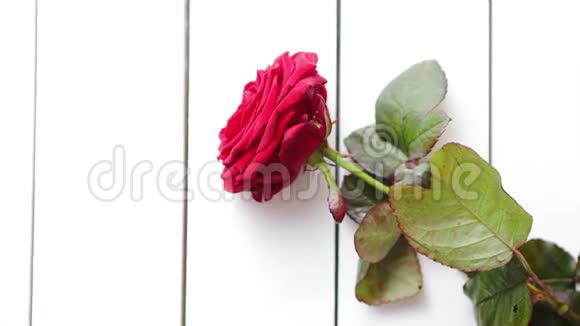 白色木桌上的鲜红色玫瑰花视频的预览图