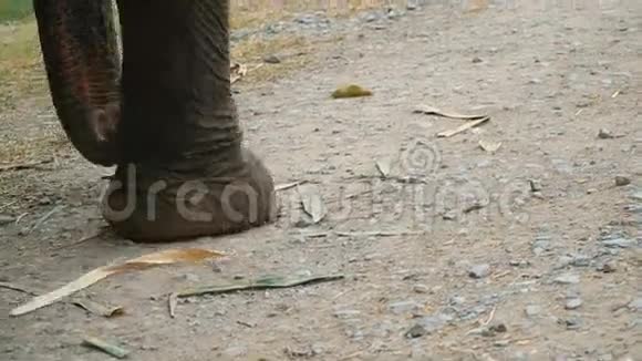 一头大象在骑游客视频的预览图