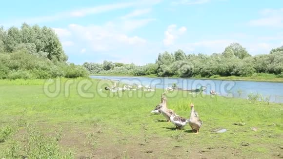 鹅在河边的草地上夏季牧场上的家养鸟视频的预览图
