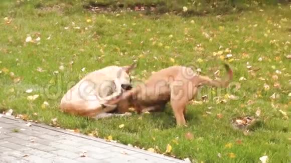 两只狗在草地上的公园里玩耍视频的预览图