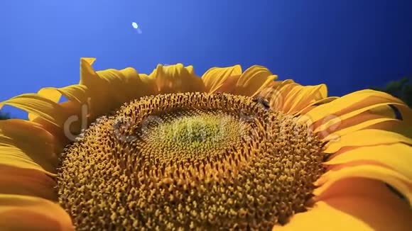蜜蜂以盛开的向日葵为食特写镜头视频的预览图