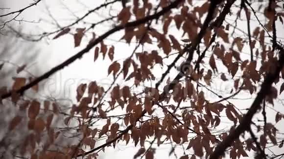 冬天树枝上的干叶视频的预览图