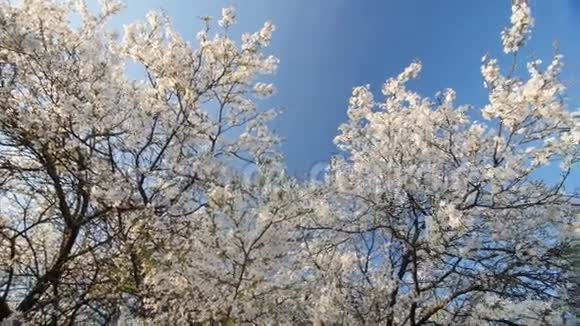 花梅树乘春慢运动广角低视角明亮的蓝天视频的预览图