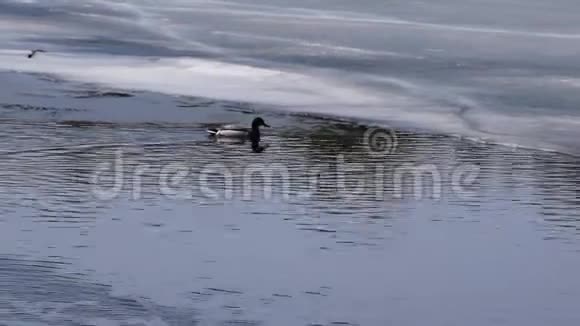 马拉德野鸭和鸭嘴兽游泳视频的预览图