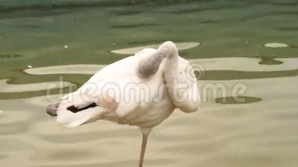 动物园里美丽的鸟火烈鸟视频的预览图