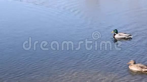 马拉德野鸭鸭嘴兽视频的预览图