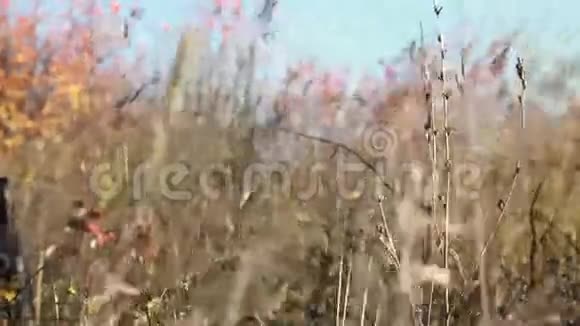 田野里的老枯草在秋风中摇曳视频的预览图