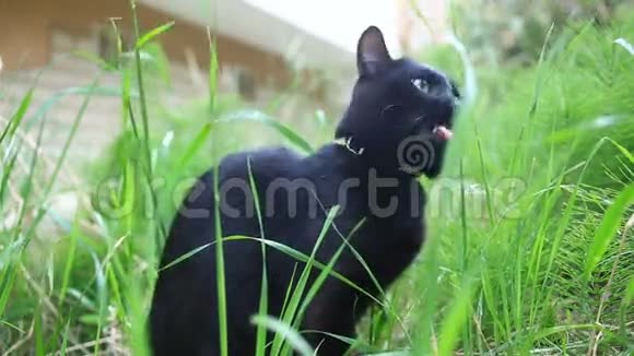 黑猫嚼草一只猫走在房子的院子里视频的预览图