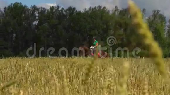 年轻女子骑着一匹马在田野上穿过麦穗视频的预览图