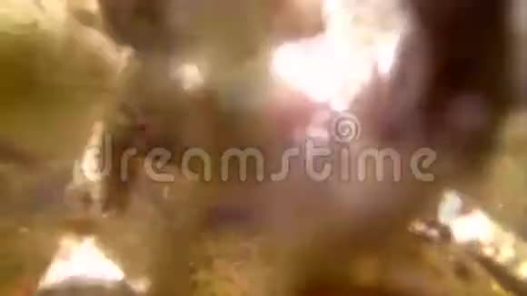 春天的蟾蜍在池塘里水下视频的预览图